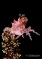   Dancing Queen Soft Coral Crab just me No Cropping  